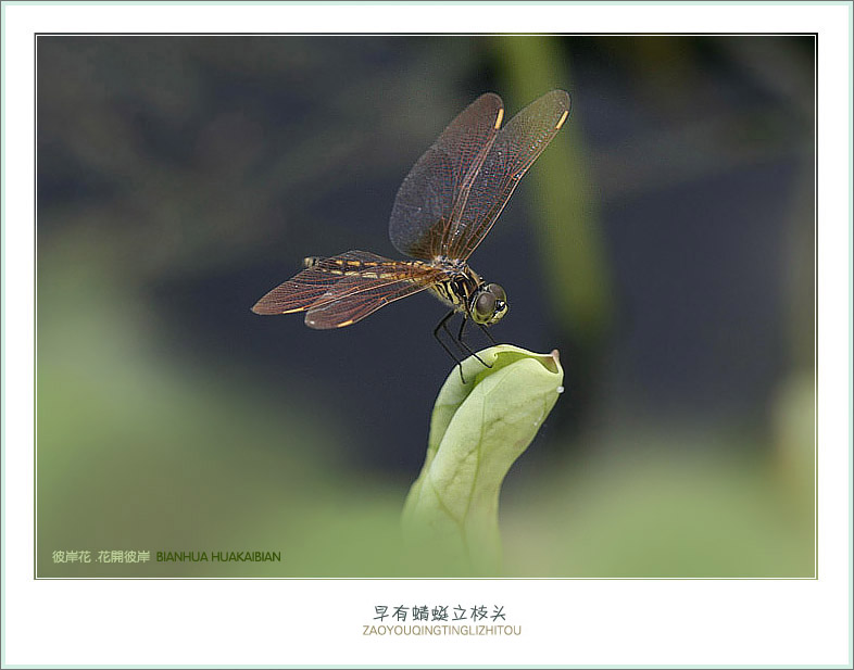 蜻蜓小荷5.jpg