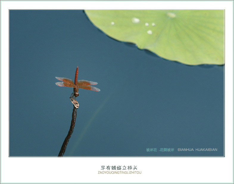 蜻蜓小荷4.jpg