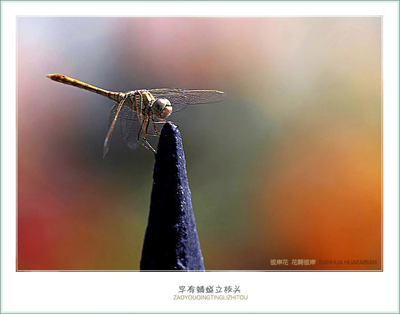 蜻蜓小荷1.jpg