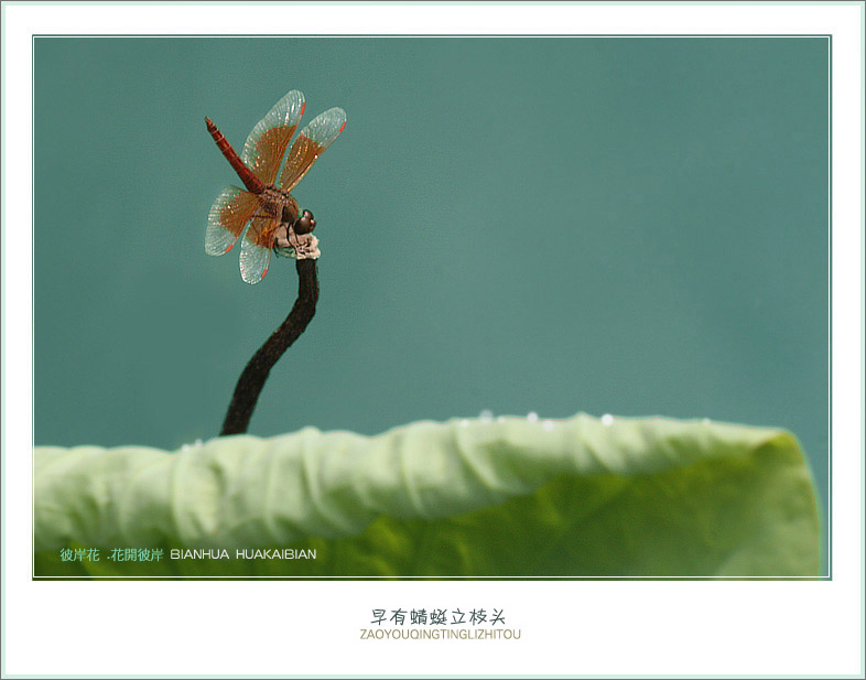 蜻蜓小荷2.jpg