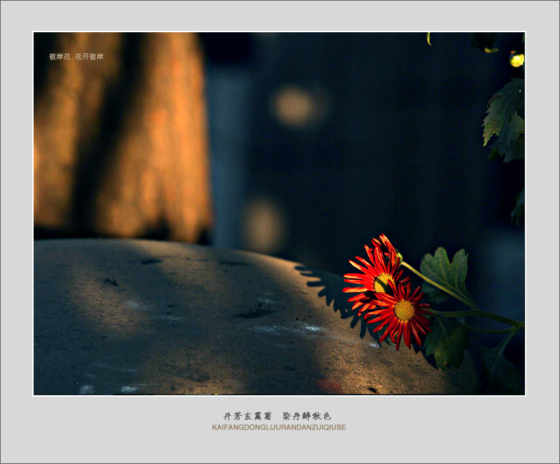 斑斓菊梦3.jpg