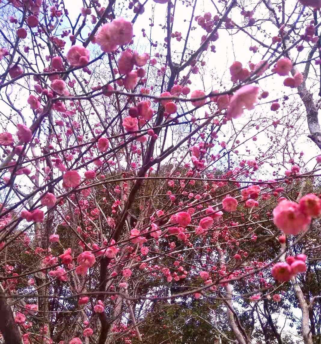 《红梅迎春》摄于大年初一 船子寺园.jpg